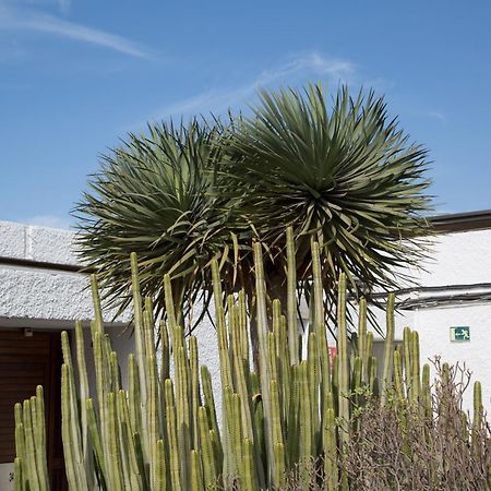 Vintersol Los Cristianos (Tenerife) Kültér fotó